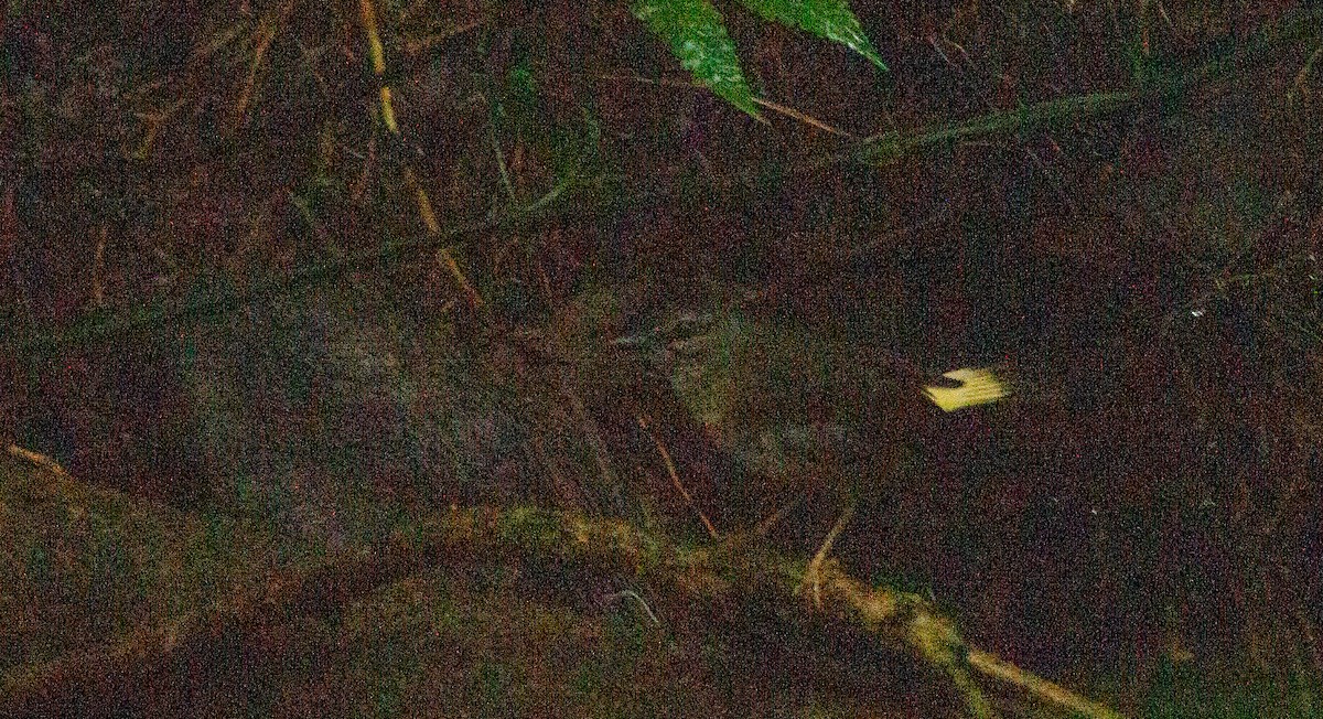 Buff-rumped Warbler - ML638607384