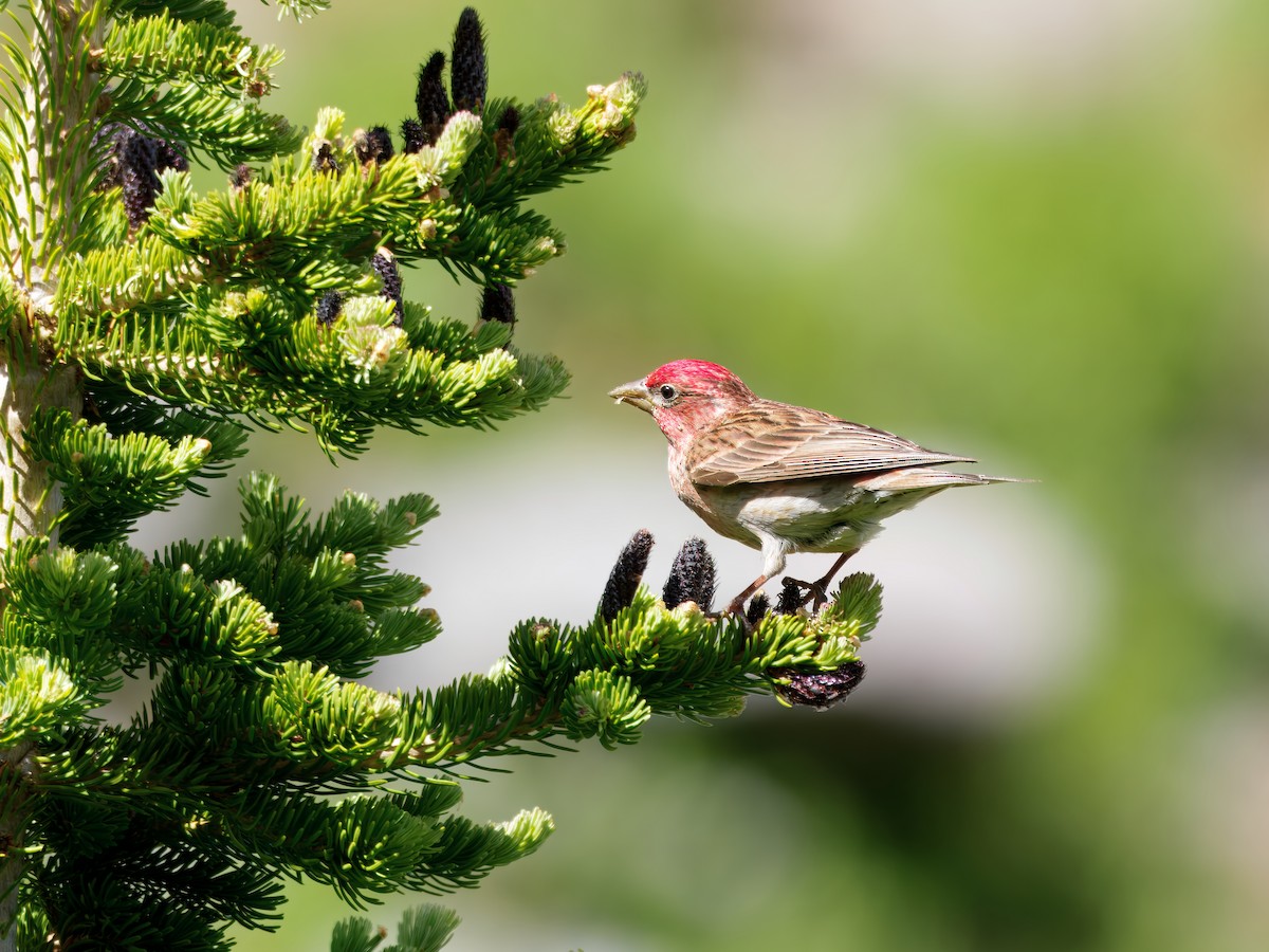 Cassin's Finch - ML638607483