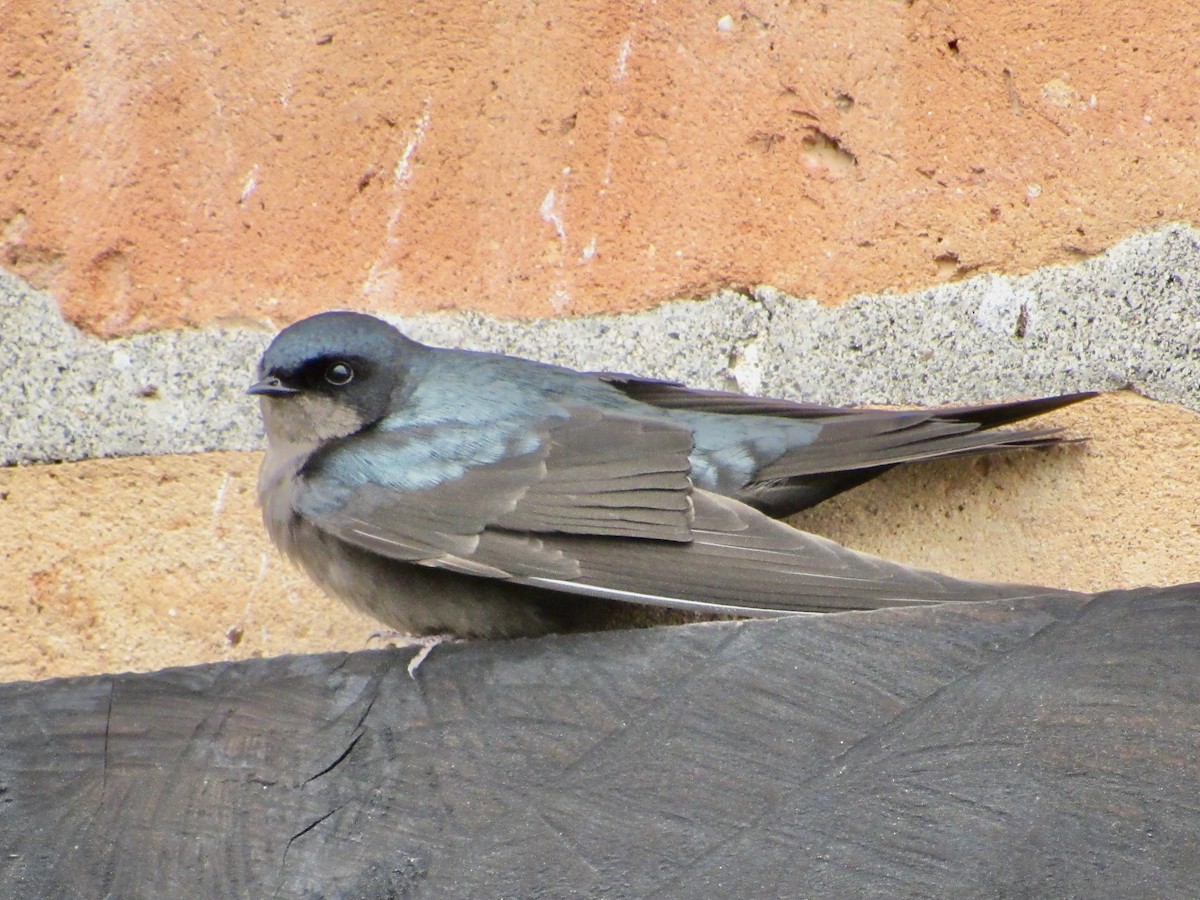 Brown-bellied Swallow - ML638607486