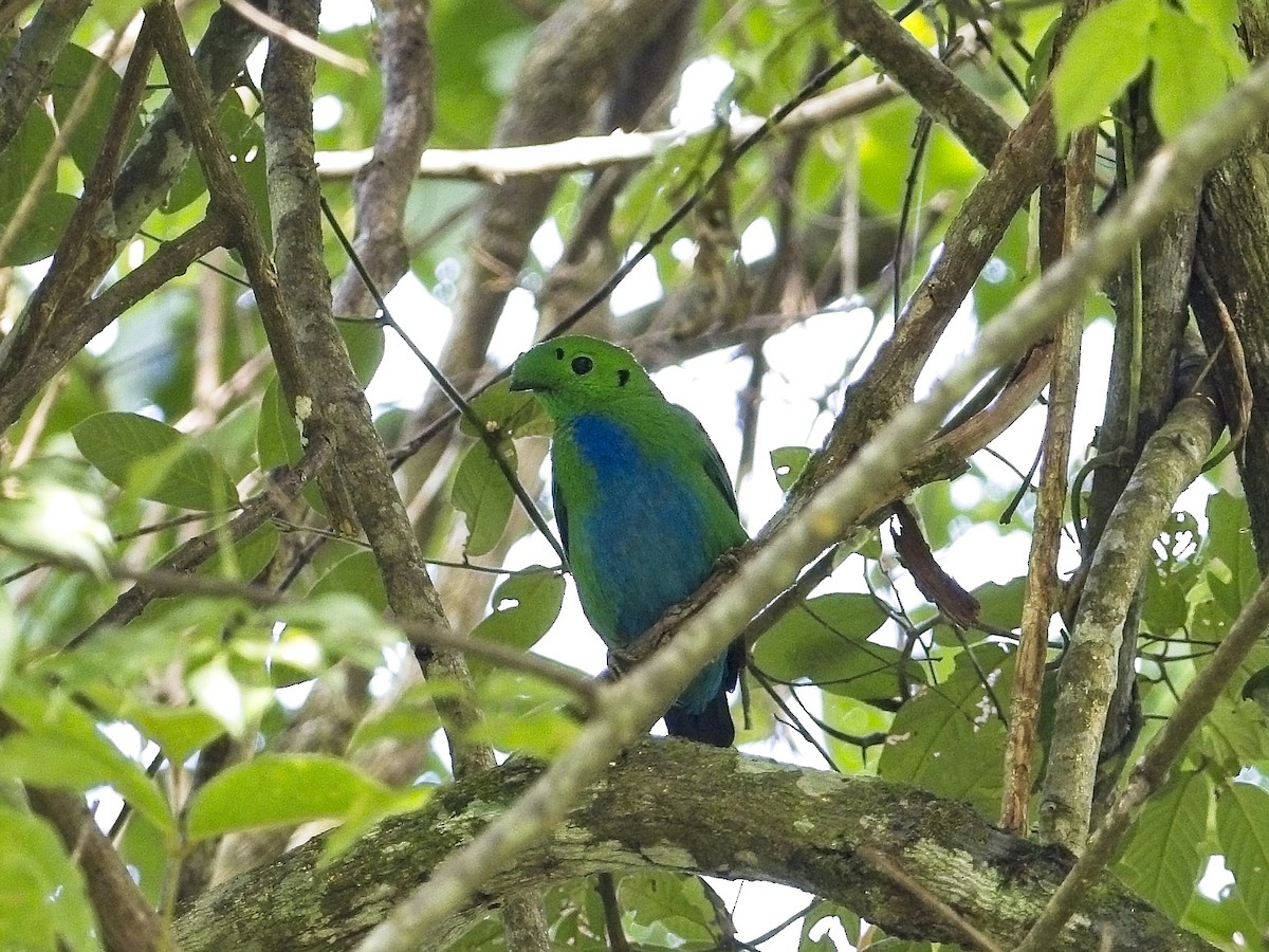 Hose's Broadbill - ML638607490