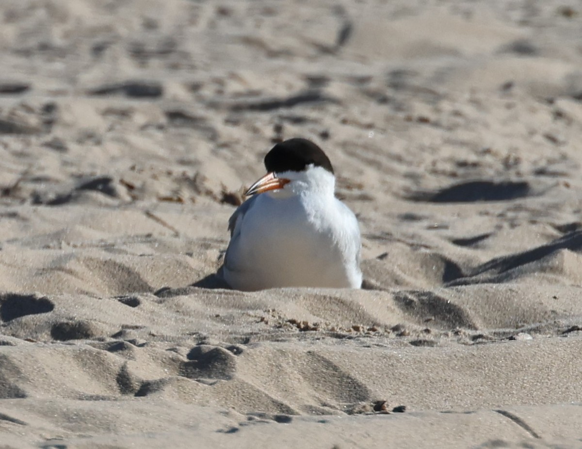 Forster's Tern - ML638607560