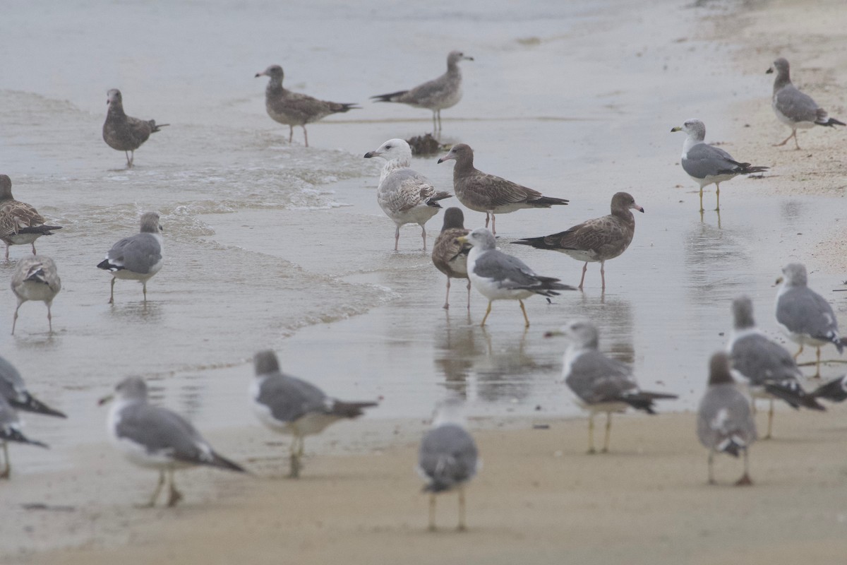 Mongolian Gull - ML638607565