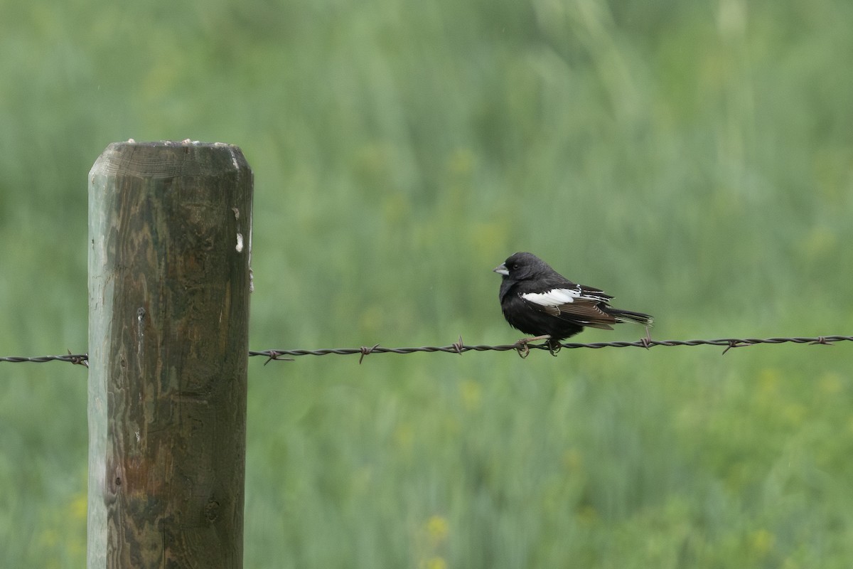 Lark Bunting - ML638607626