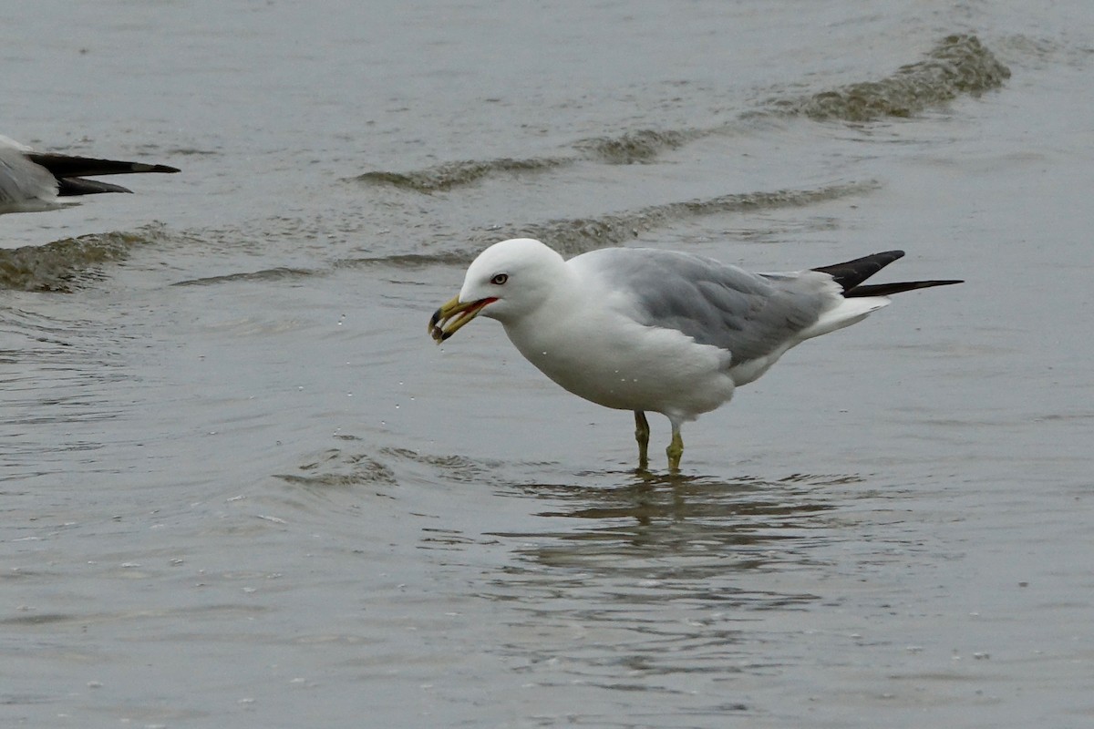 Ring-billed Gull - ML638607630