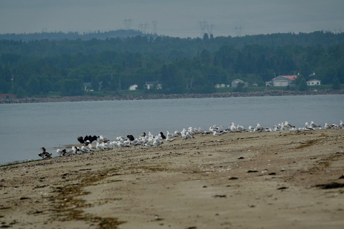 Ring-billed Gull - ML638607644