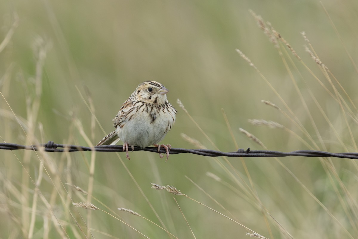 Baird's Sparrow - ML638607648