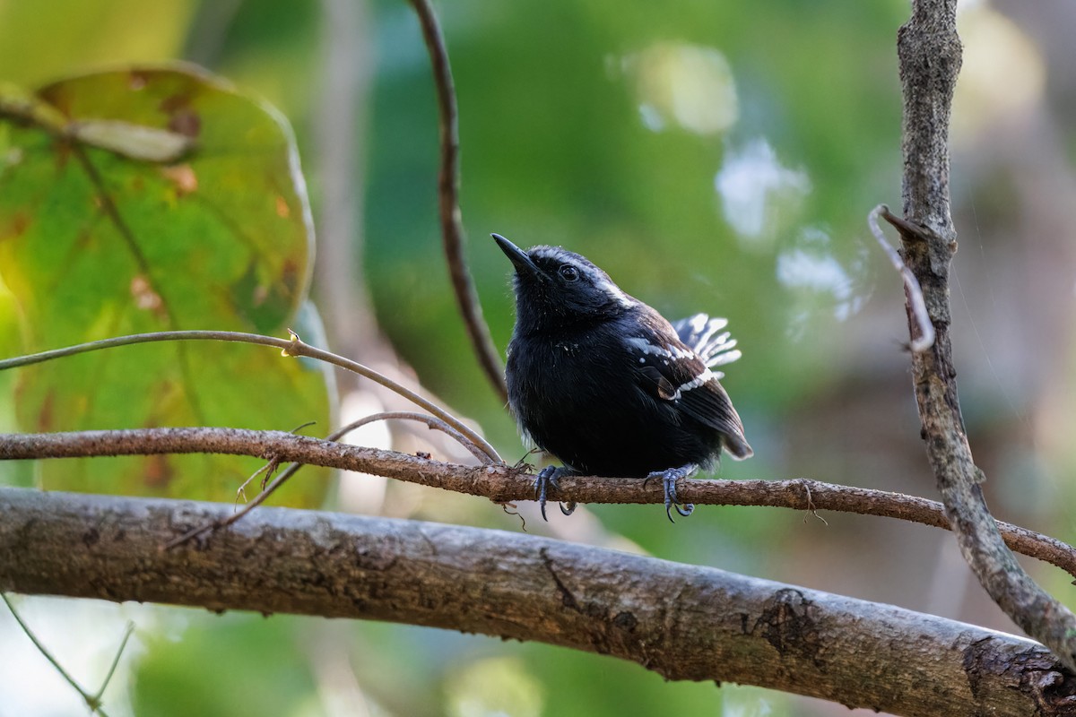 Black-bellied Antwren - ML638607657