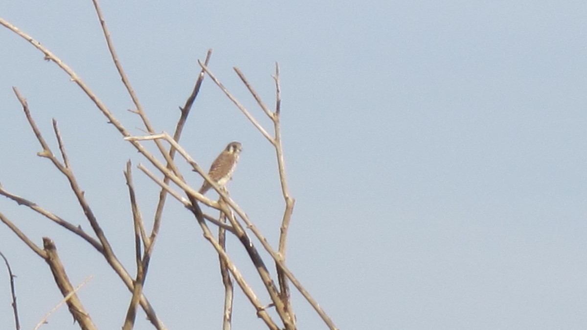 American Kestrel - ML638607677