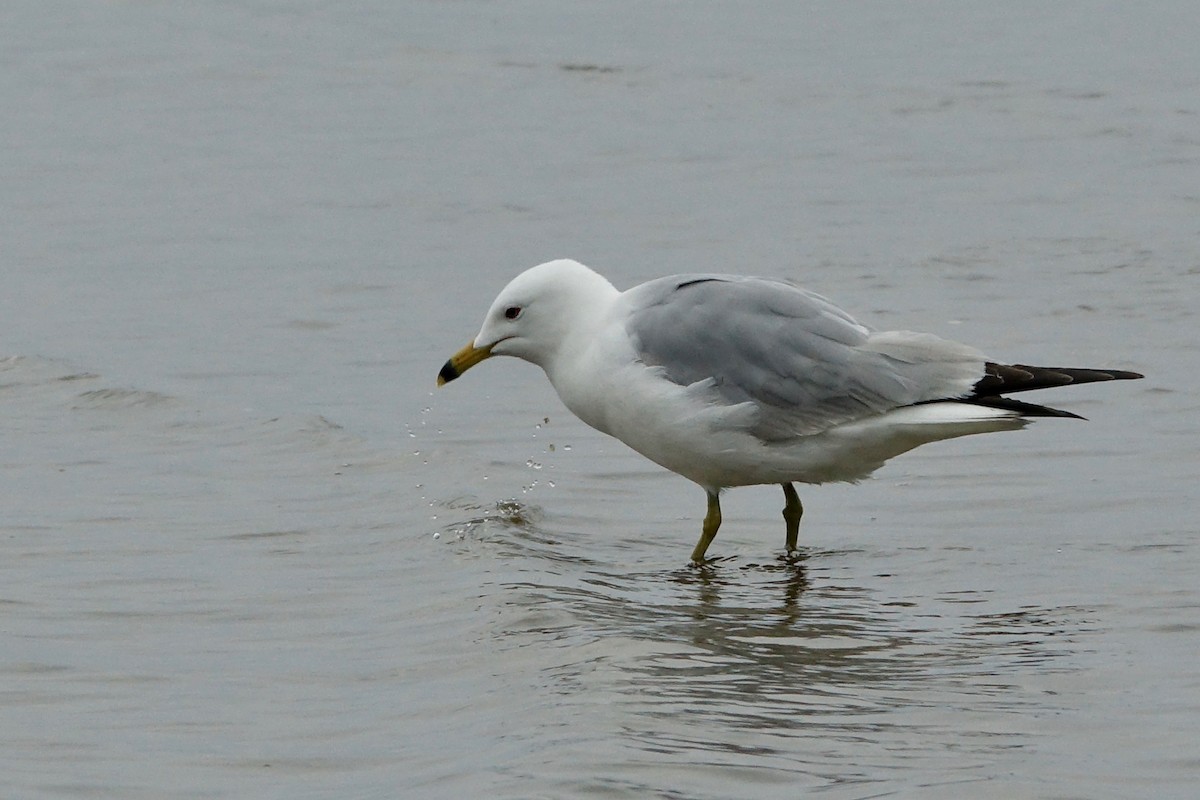 Ring-billed Gull - ML638607685