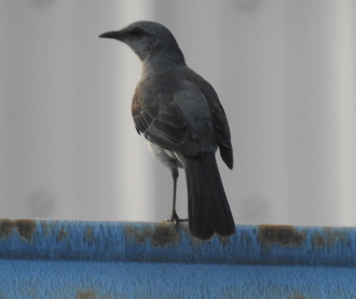 Northern Mockingbird - ML638607699