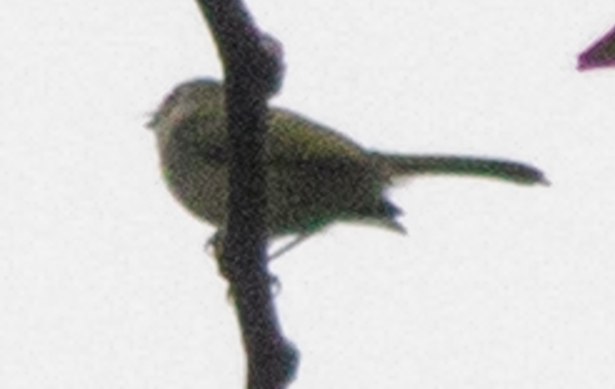 ub. spurvefugl (Passeriformes sp.) - ML638607715