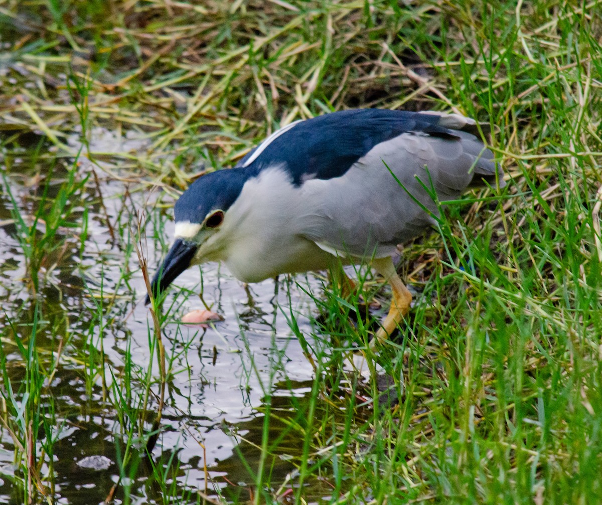 Black-crowned Night Heron - ML638607741
