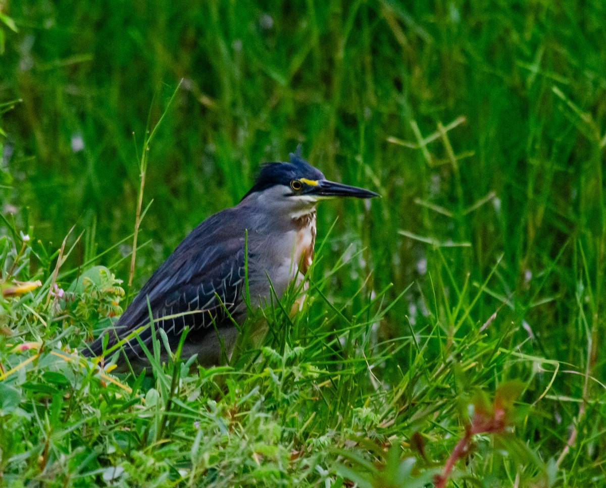 Striated Heron (South American) - ML638607749