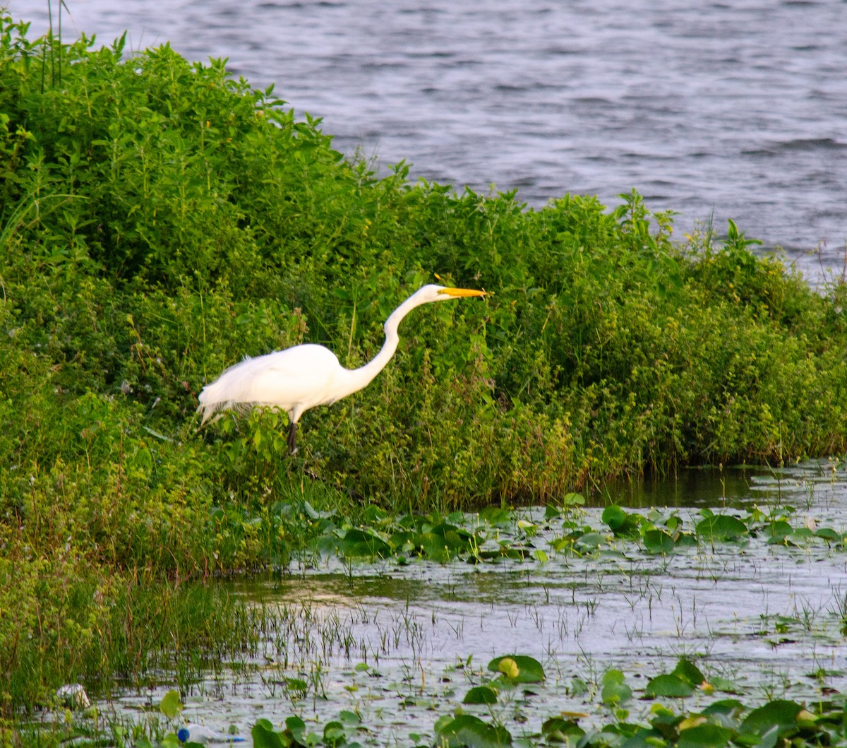 Great Egret - ML638607766