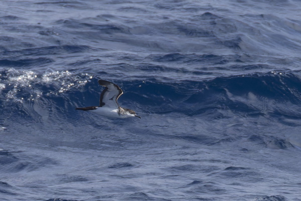 Tropical Shearwater (Indopacific) - ML638607767