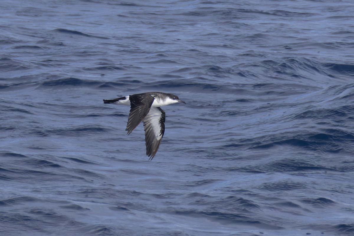 Tropical Shearwater (Indopacific) - ML638607770
