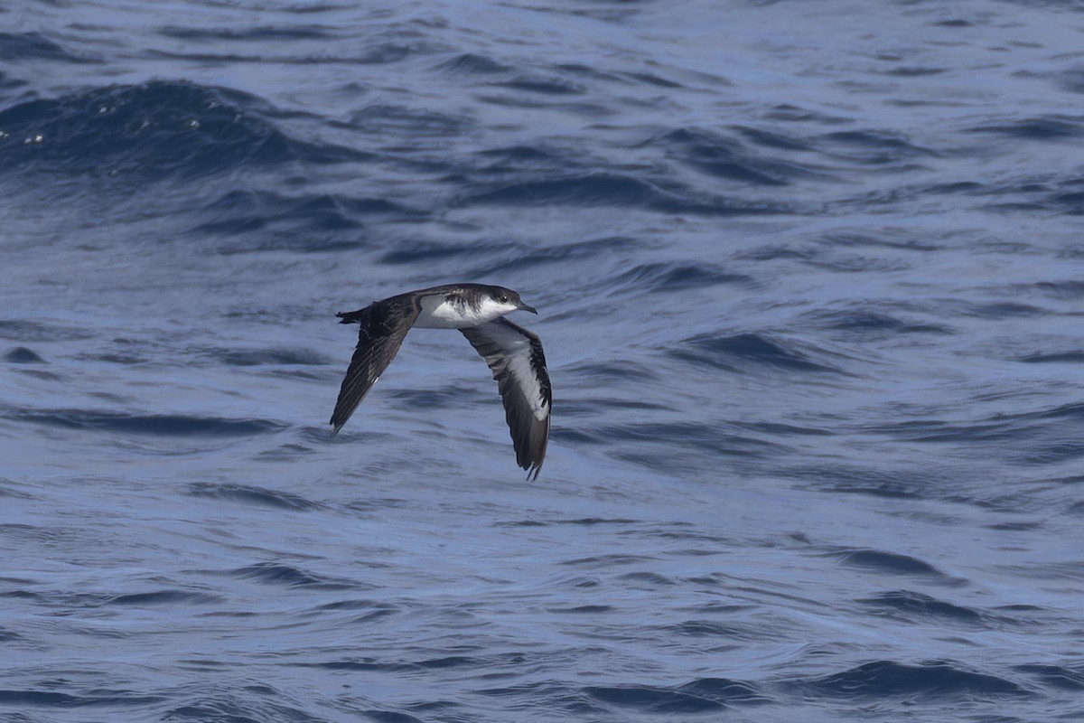 Tropical Shearwater (Indopacific) - ML638607771