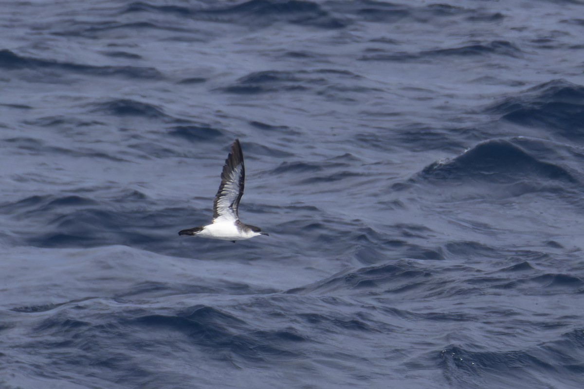 Tropical Shearwater (Indopacific) - ML638607772