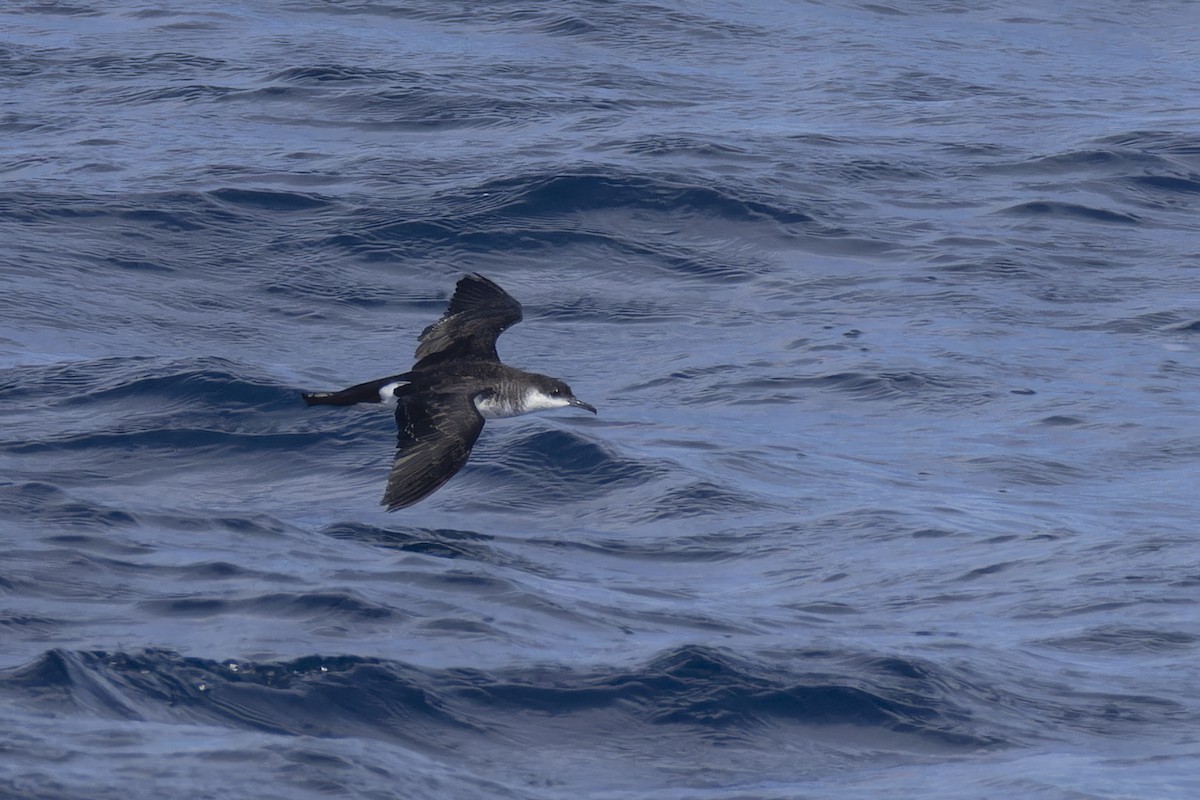 Tropical Shearwater (Indopacific) - ML638607773