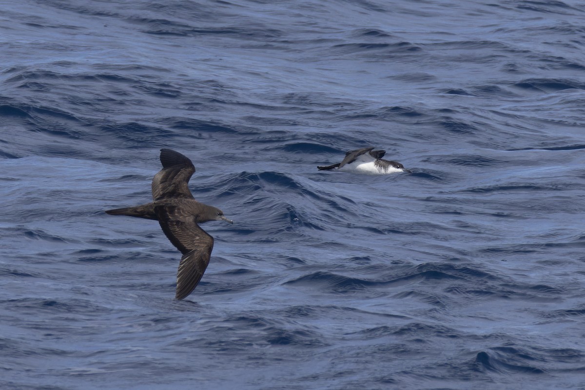 Tropical Shearwater (Indopacific) - ML638607774