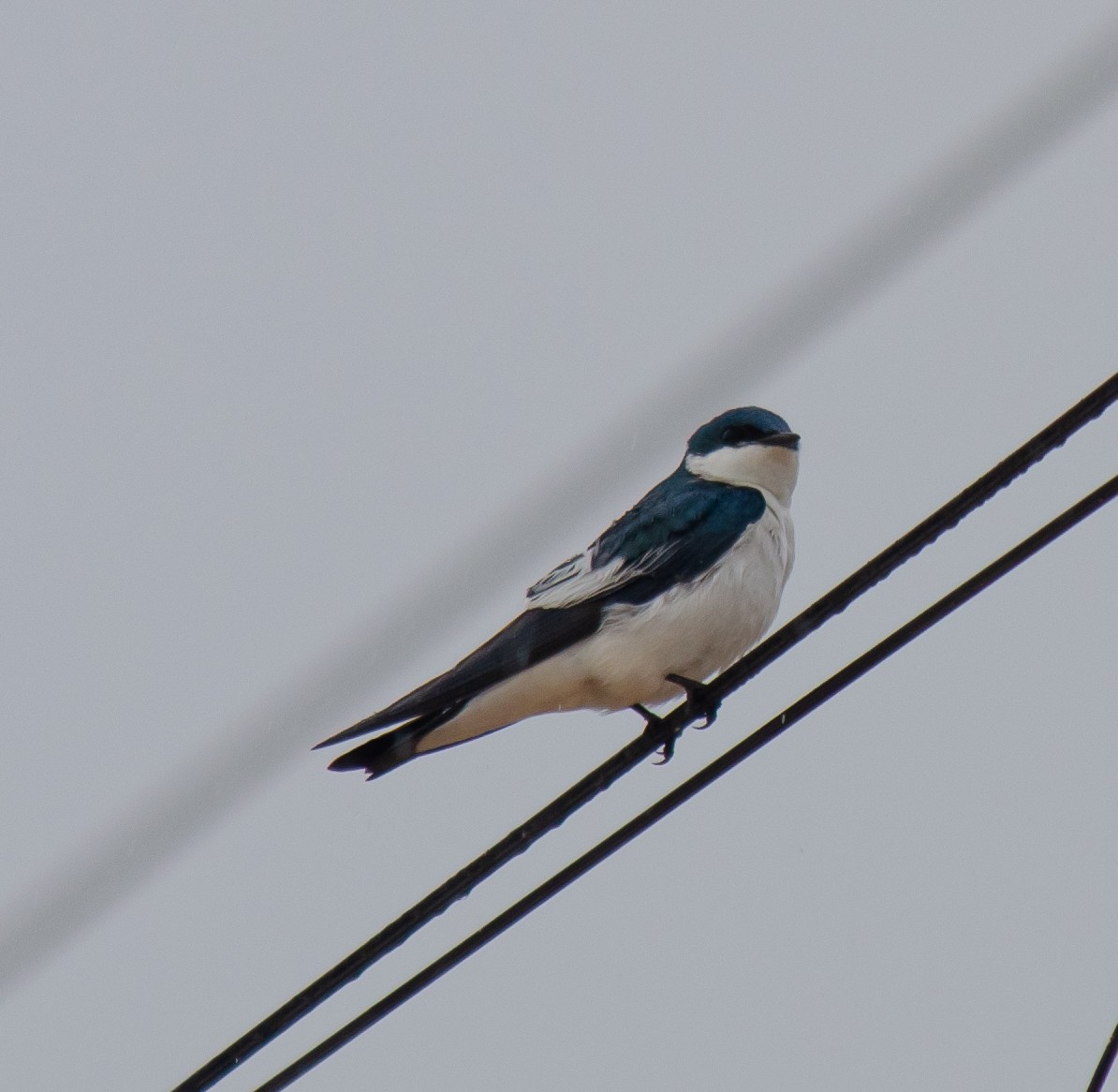White-winged Swallow - ML638607802