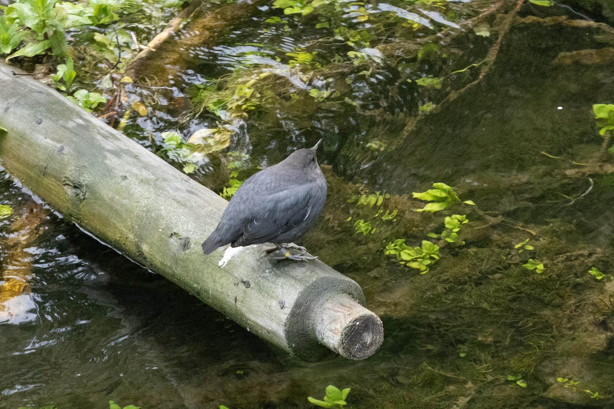American Dipper - ML638607827