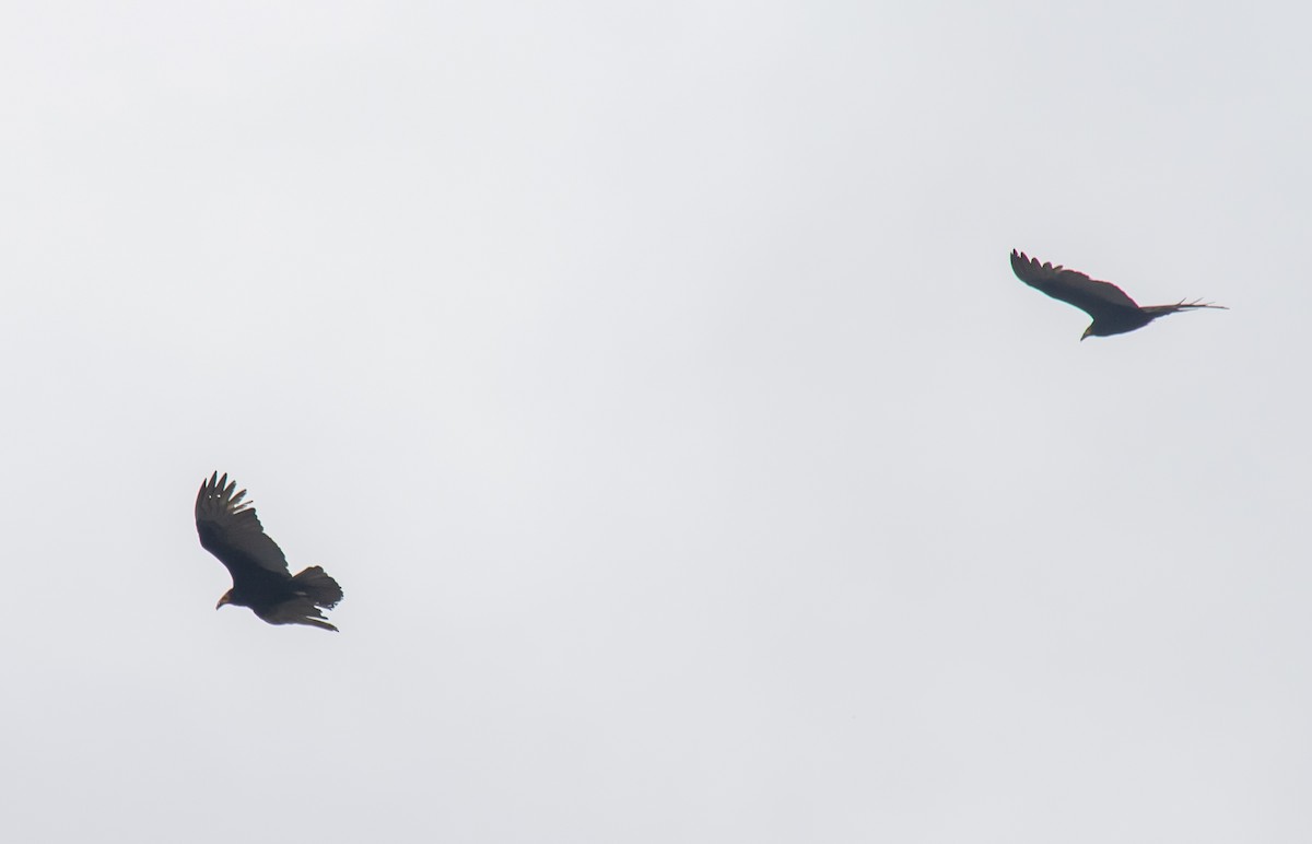 Lesser Yellow-headed Vulture - ML638607834