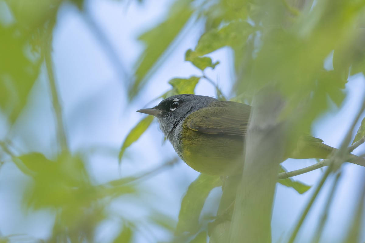 MacGillivray's Warbler - ML638607835