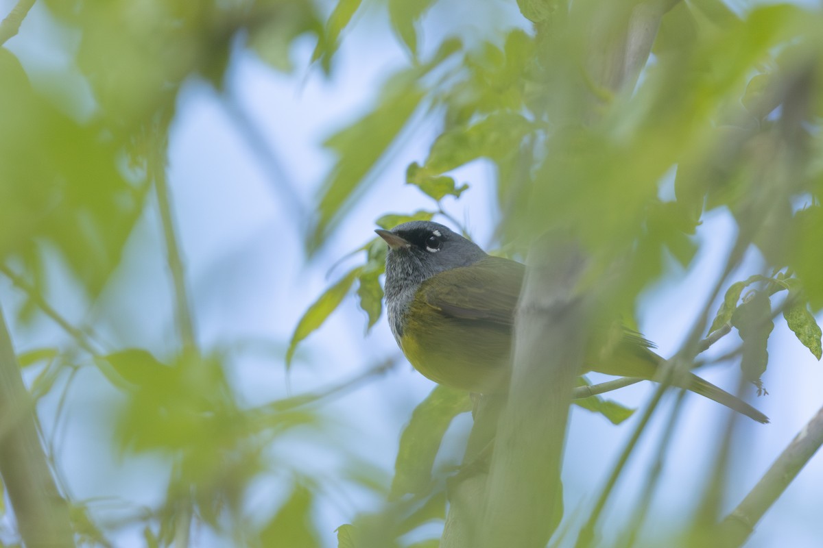 MacGillivray's Warbler - ML638607836
