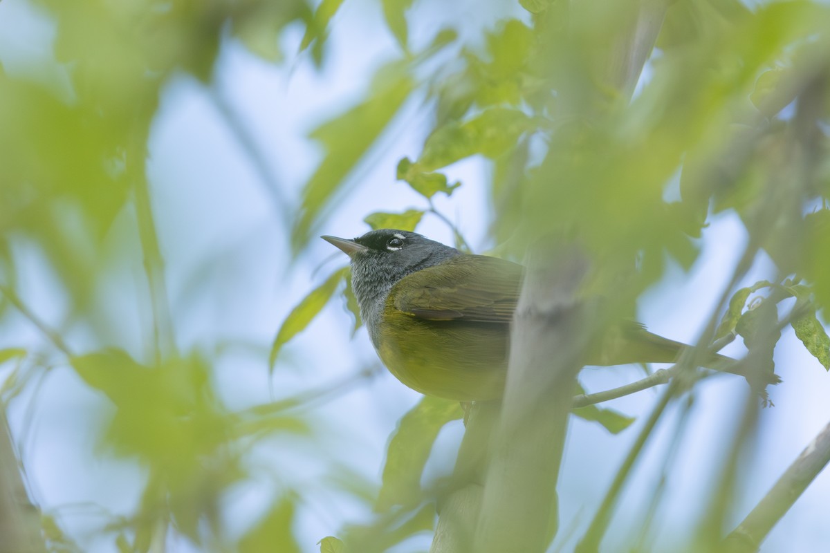 MacGillivray's Warbler - ML638607837