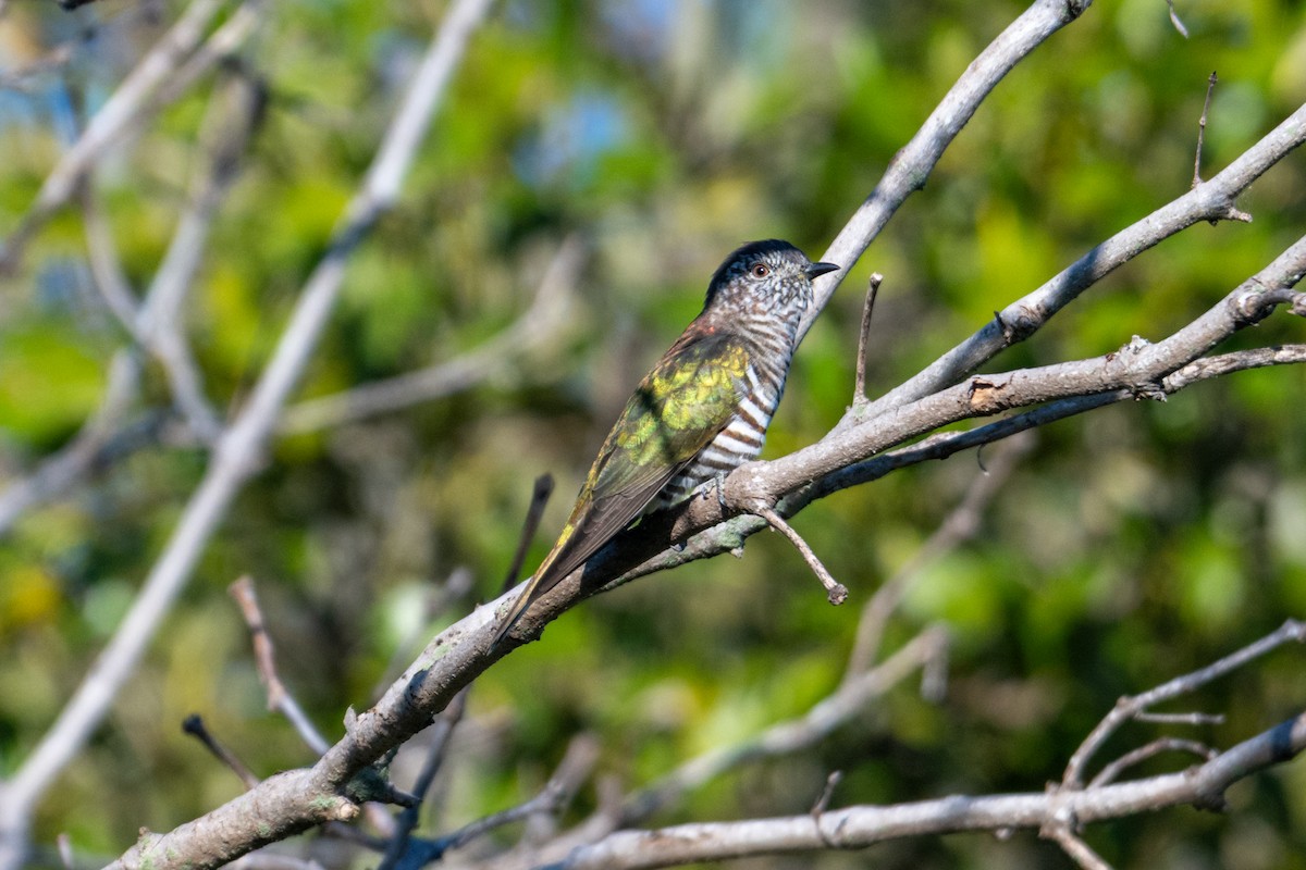 Shining Bronze-Cuckoo - ML638607840