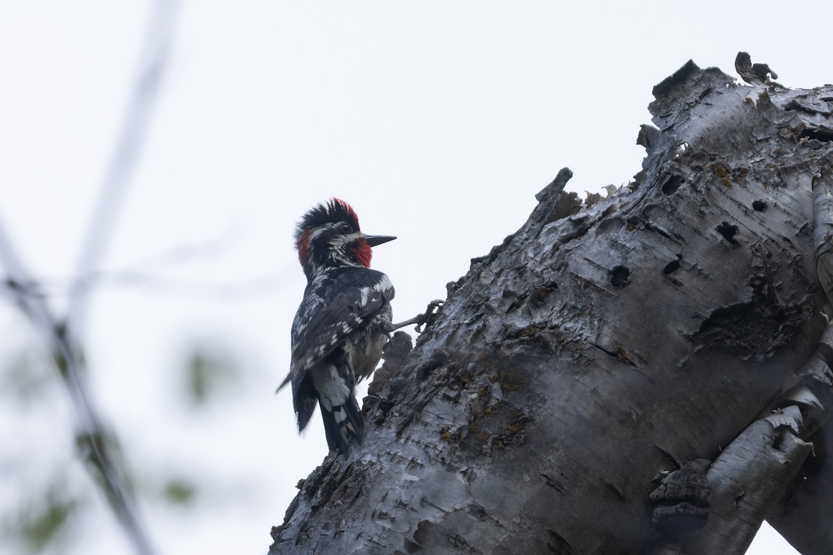 Red-naped Sapsucker - ML638607842