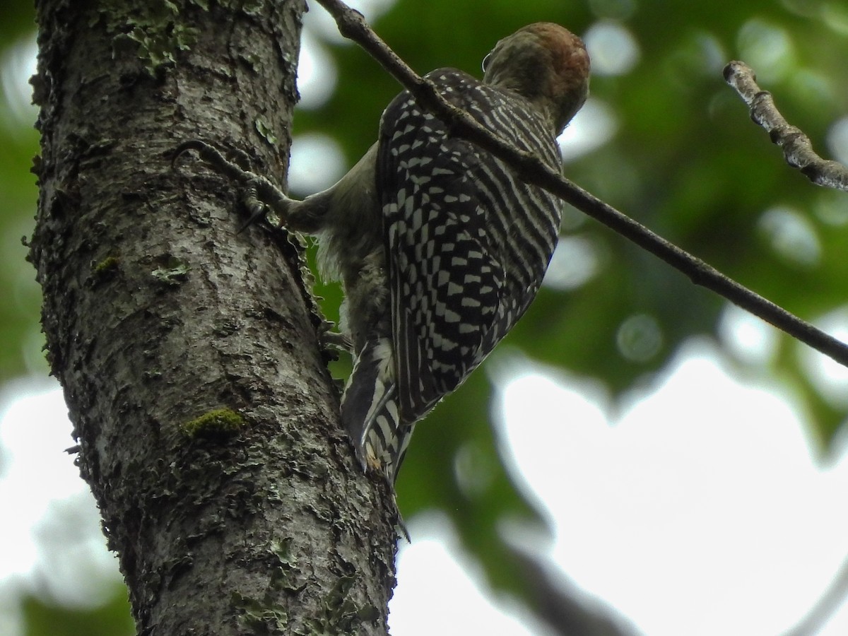 Red-bellied Woodpecker - ML638607843