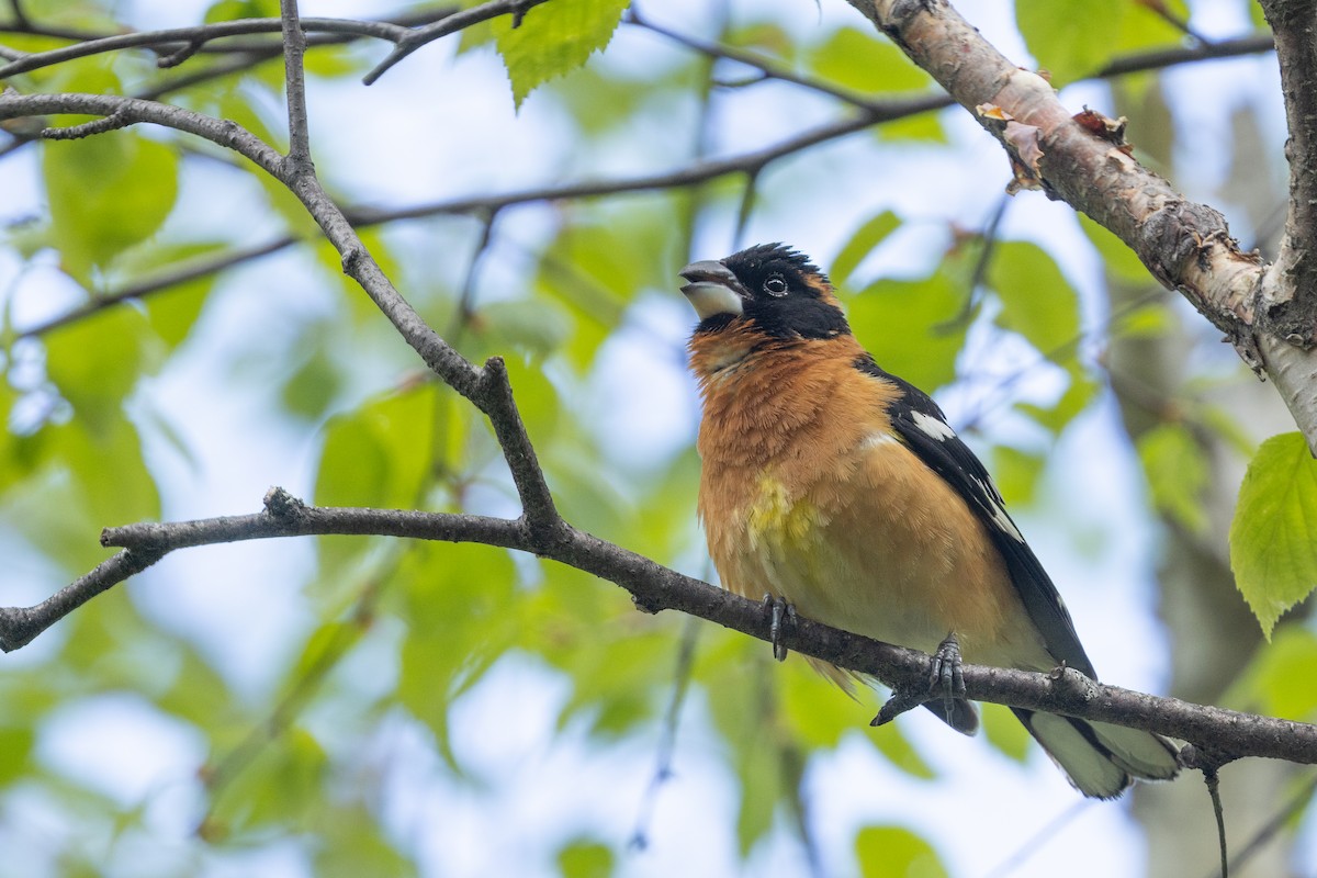 Black-headed Grosbeak - ML638607845