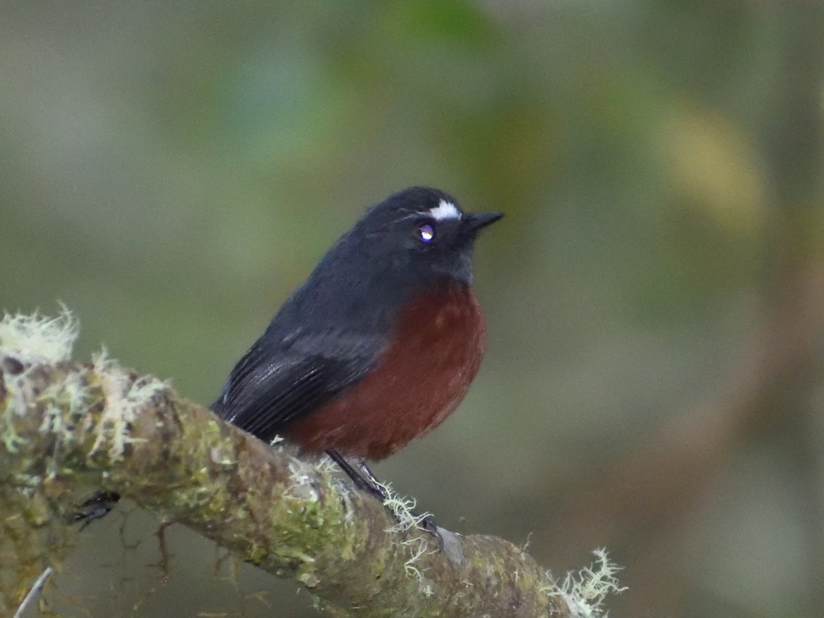 Chestnut-bellied Chat-Tyrant - ML638607847