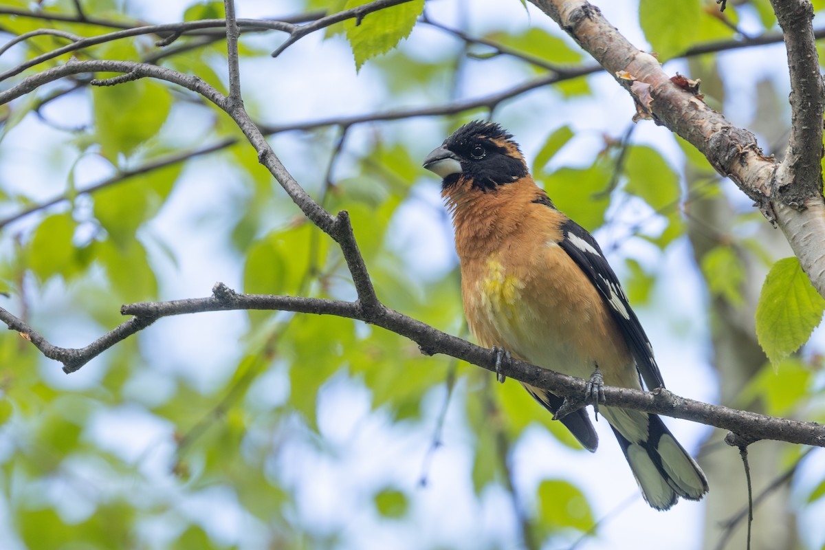Black-headed Grosbeak - ML638607857