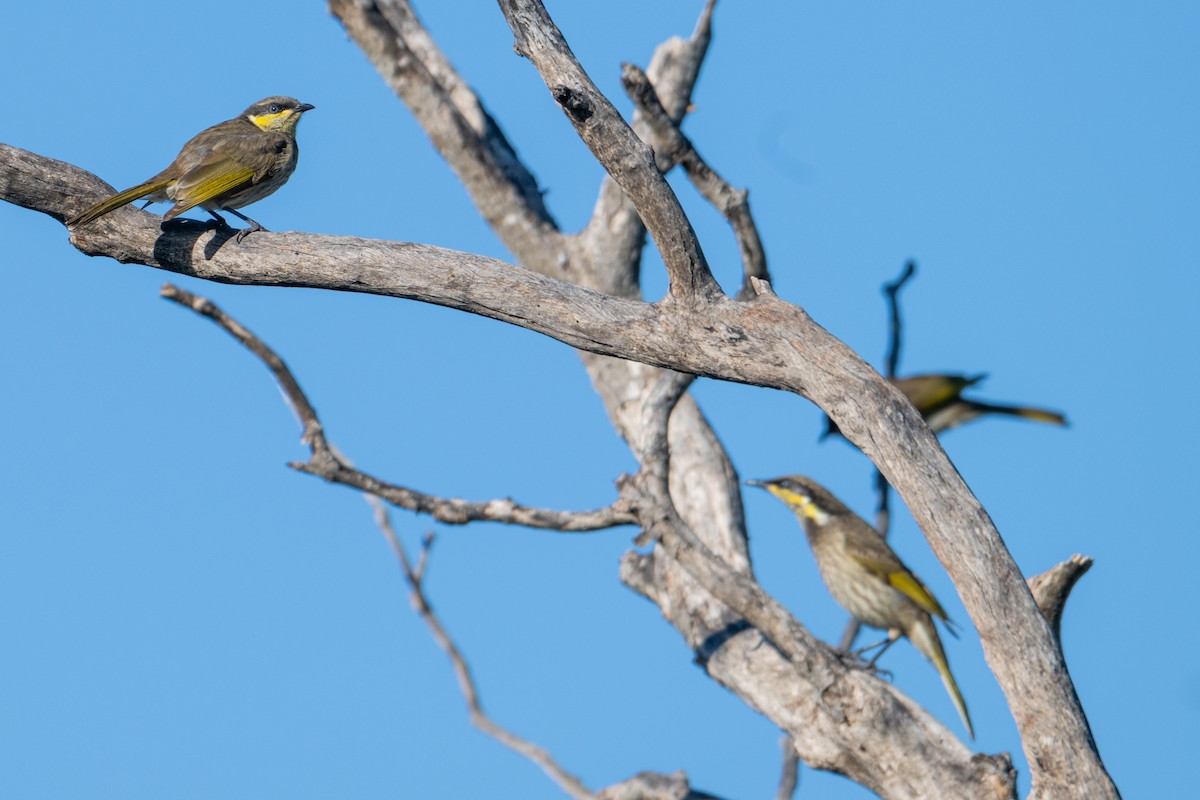 Mangrove Honeyeater - ML638607858