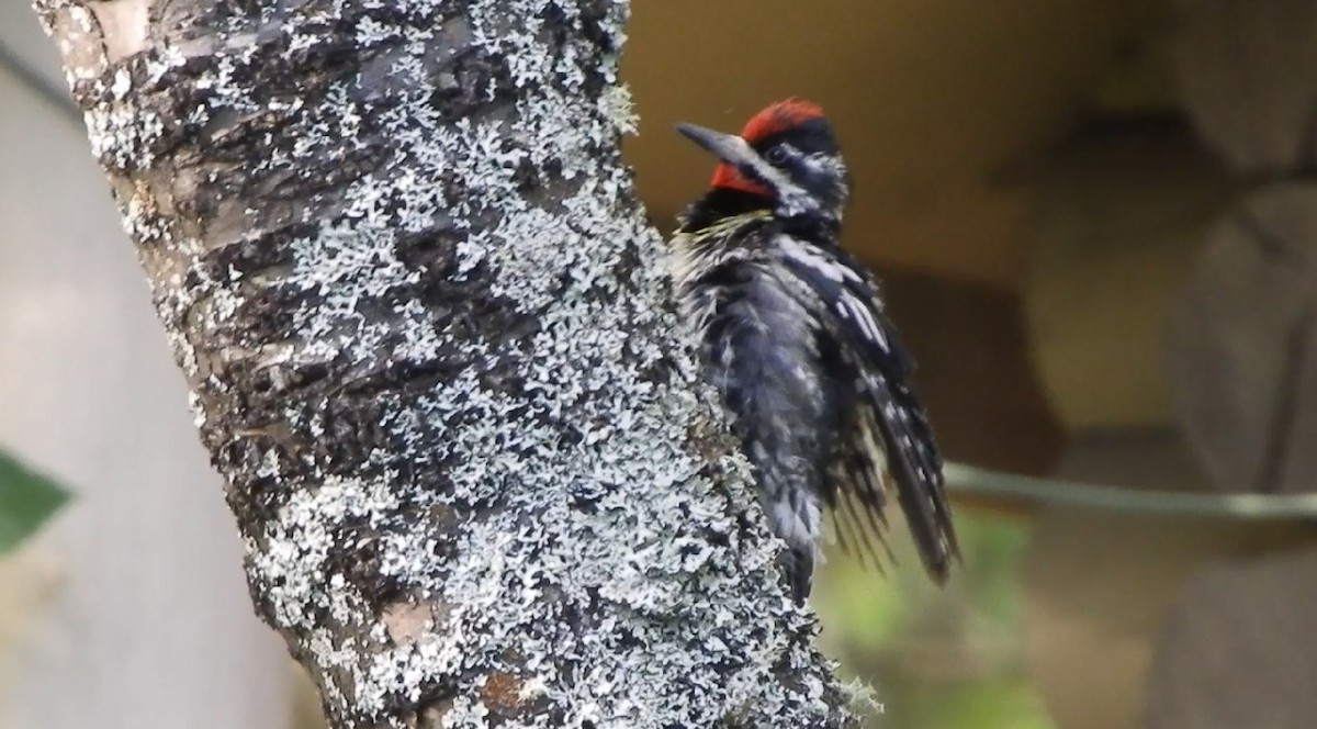Yellow-bellied Sapsucker - ML638607865