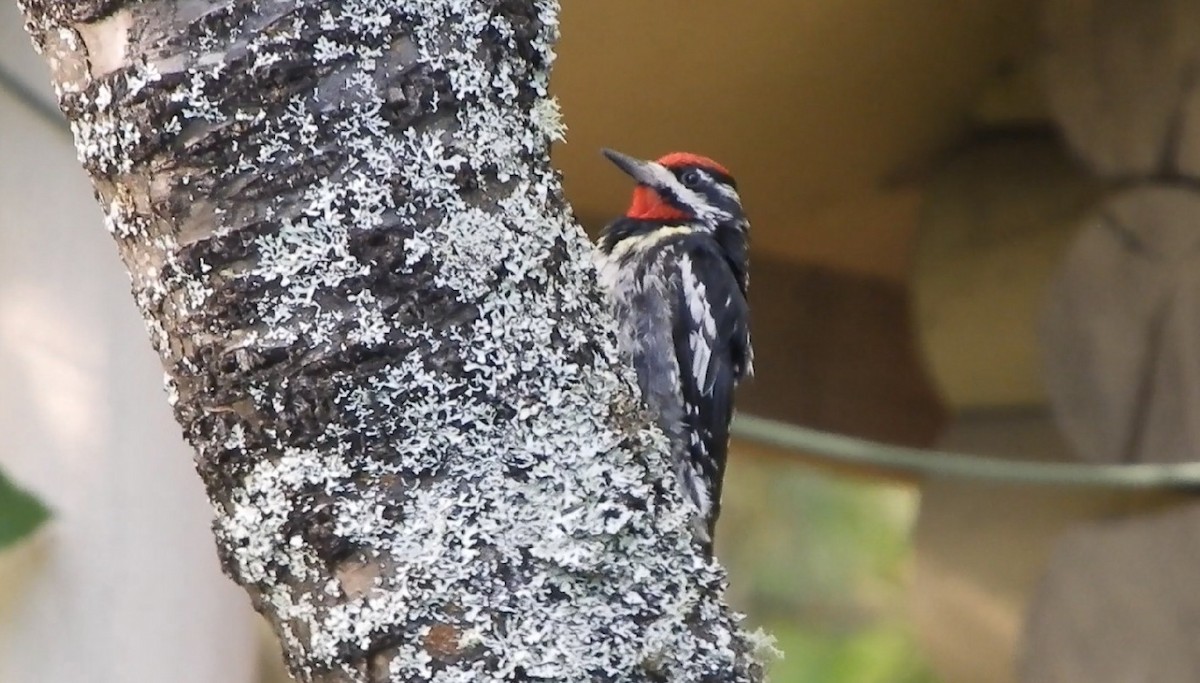 Yellow-bellied Sapsucker - ML638607866