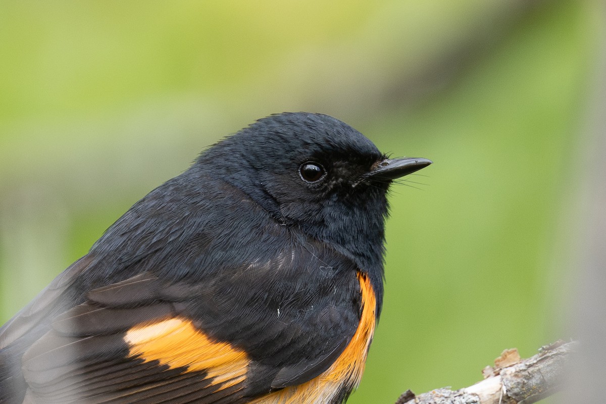 American Redstart - ML638607869