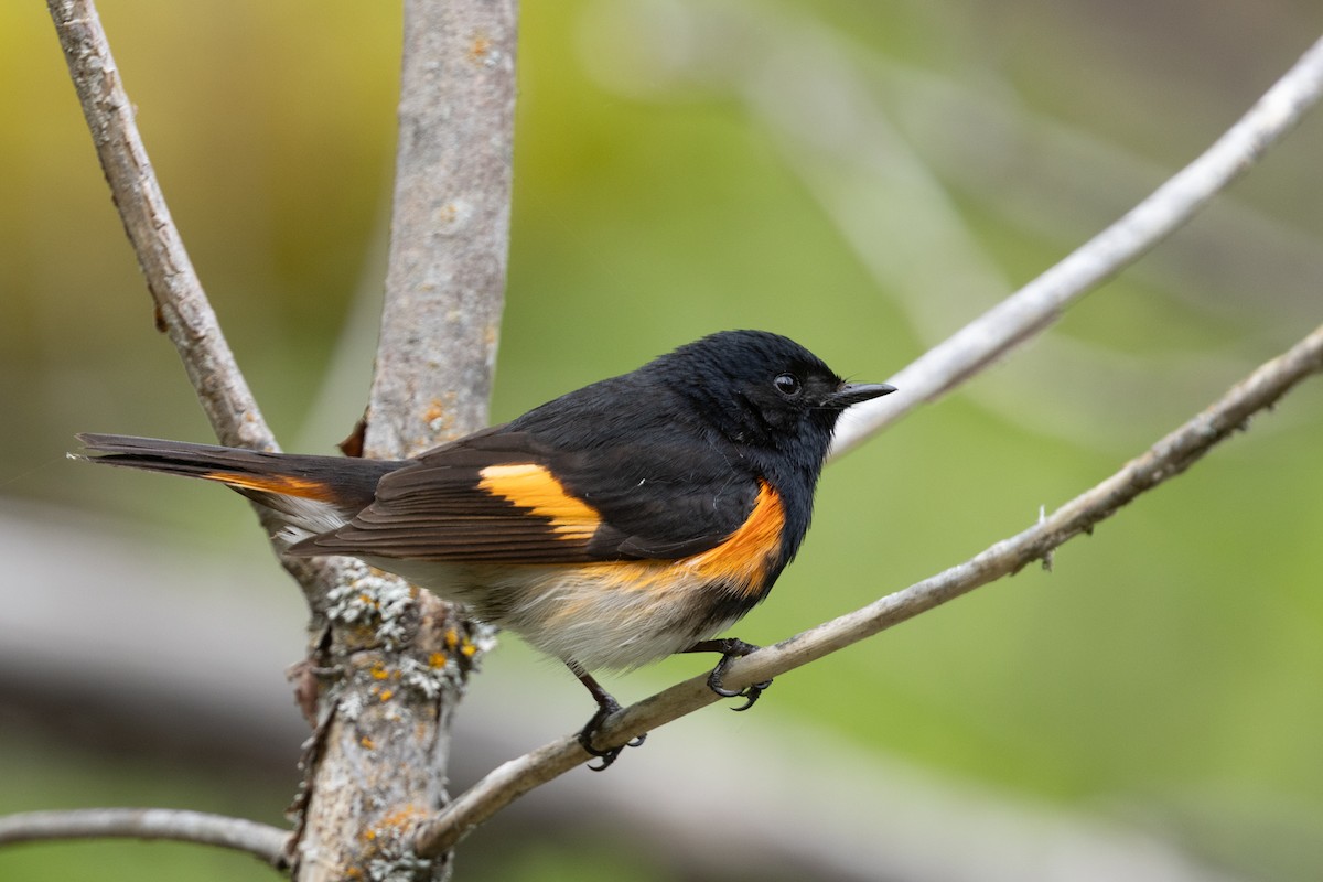 American Redstart - ML638607871