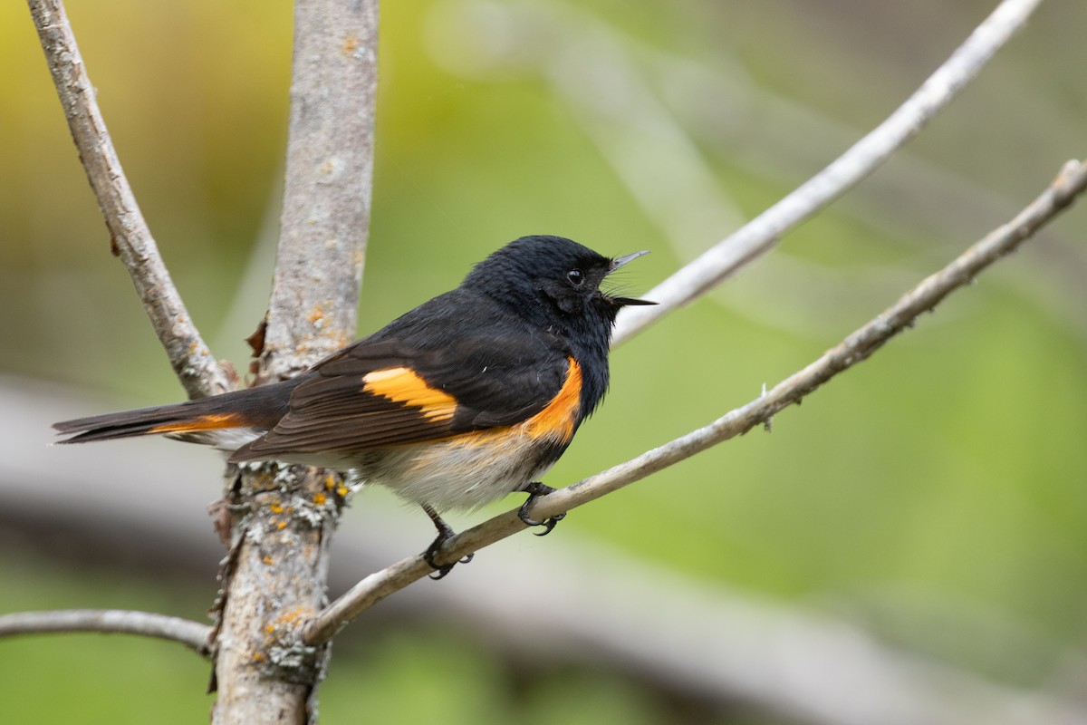American Redstart - ML638607872