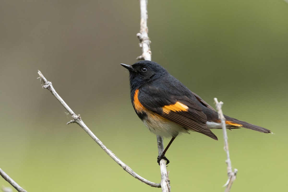 American Redstart - ML638607873