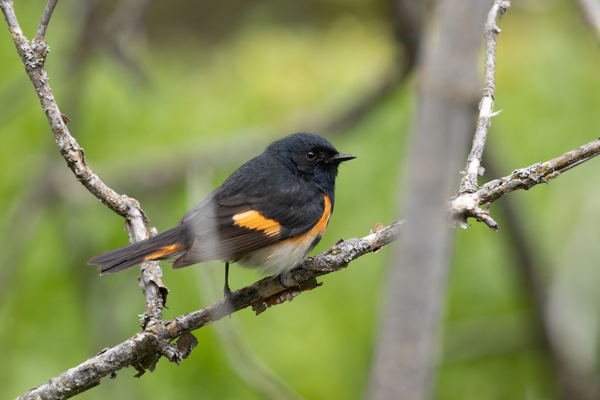 American Redstart - ML638607874