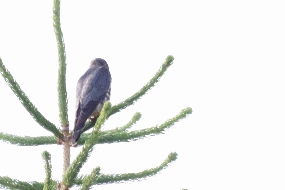 Merlin - ML638607899