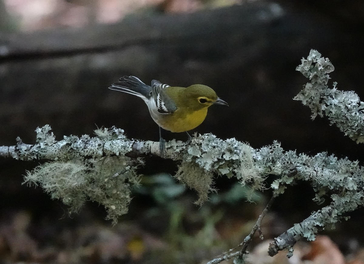 Yellow-throated Vireo - ML638607929