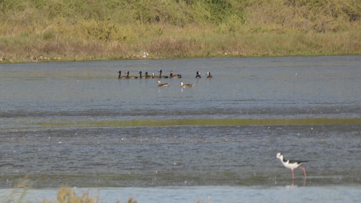 Rosy-billed Pochard - ML638607936