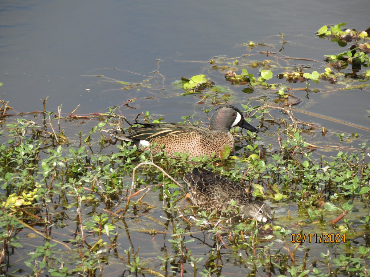 Blue-winged Teal - ML638607948