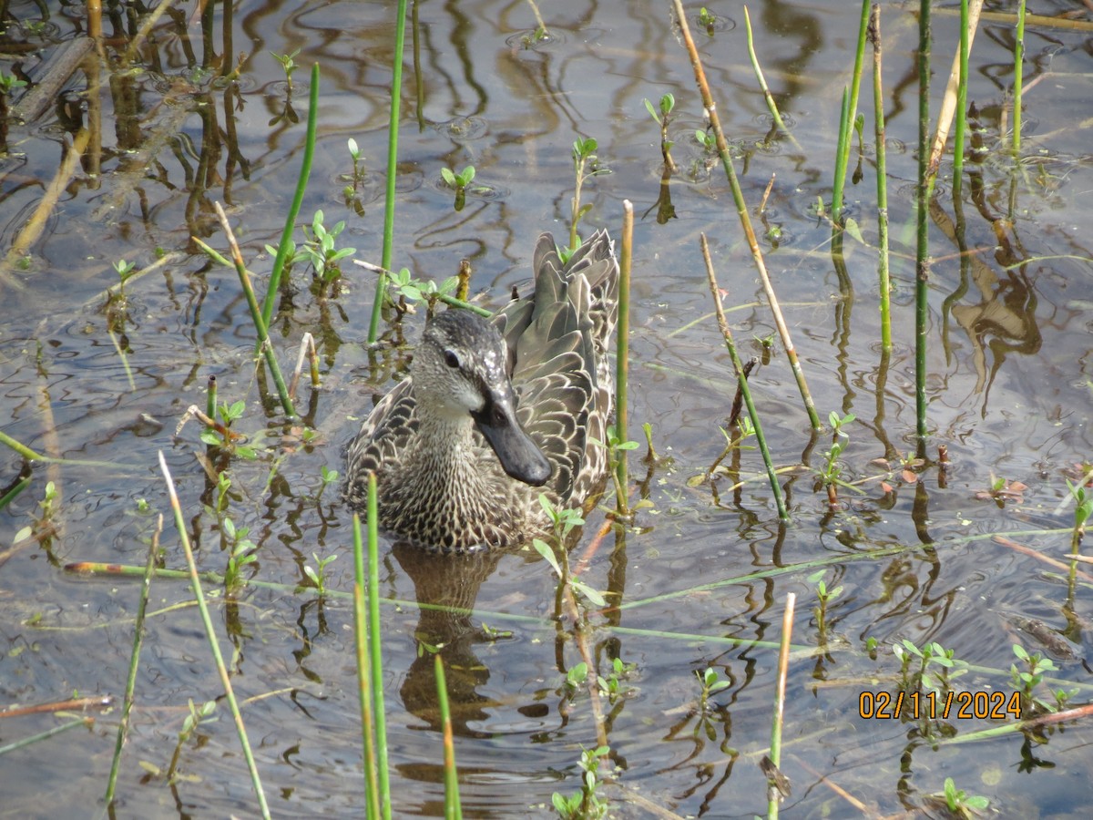 Blue-winged Teal - ML638607950