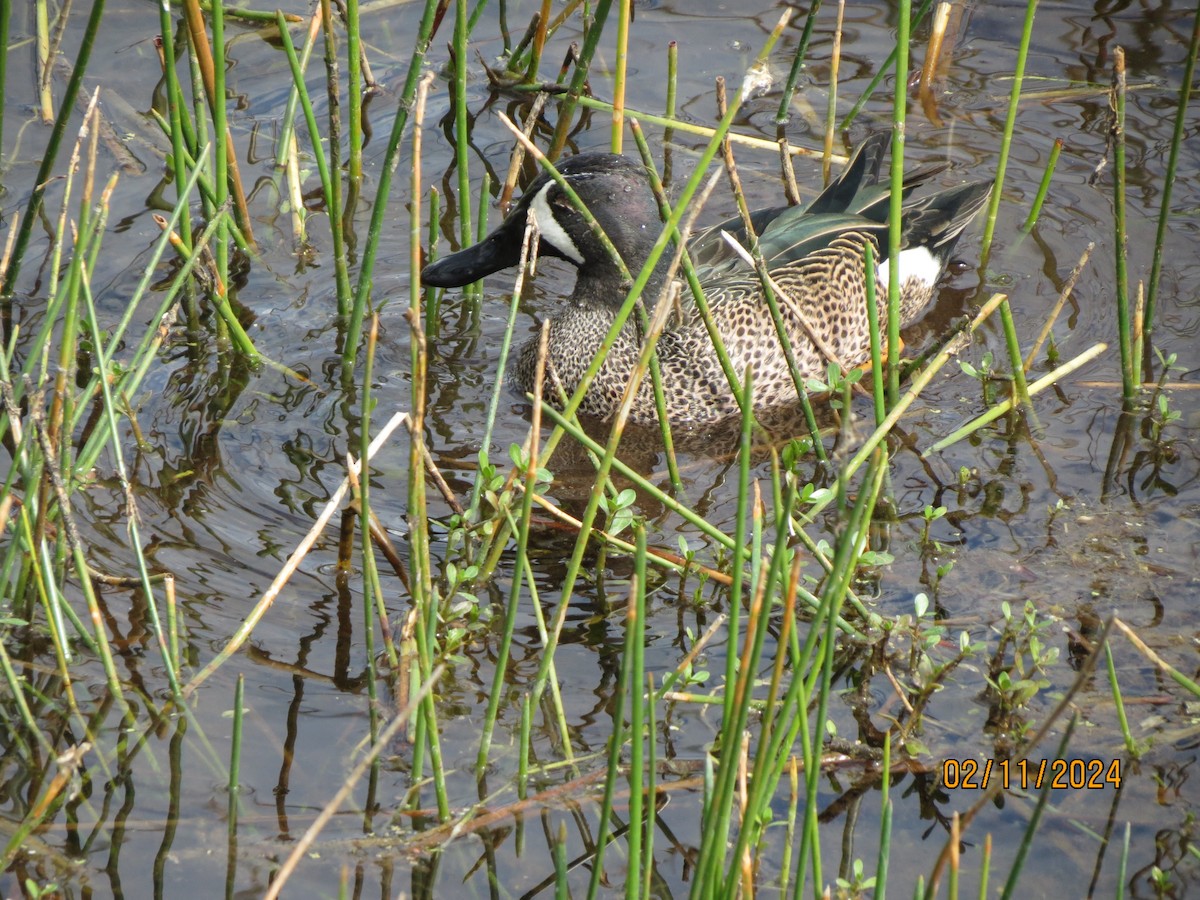 Blue-winged Teal - ML638607954